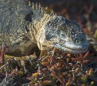 South Plaza Iguana